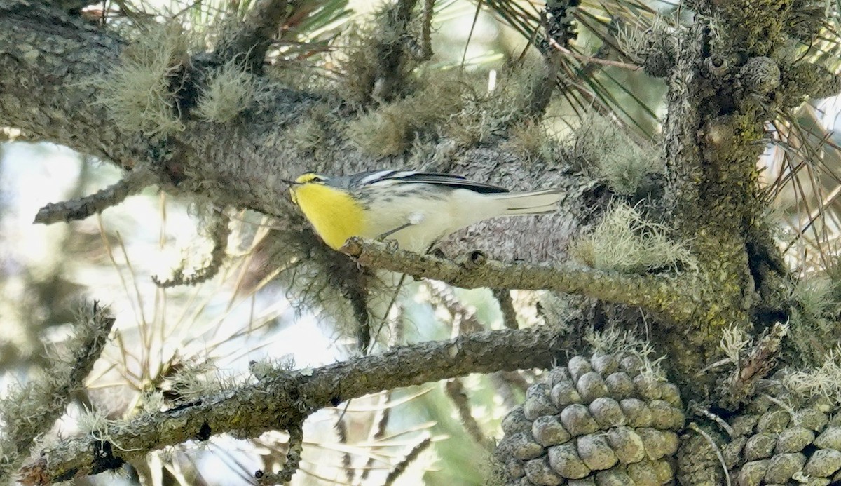 Grace's Warbler - ML624133050