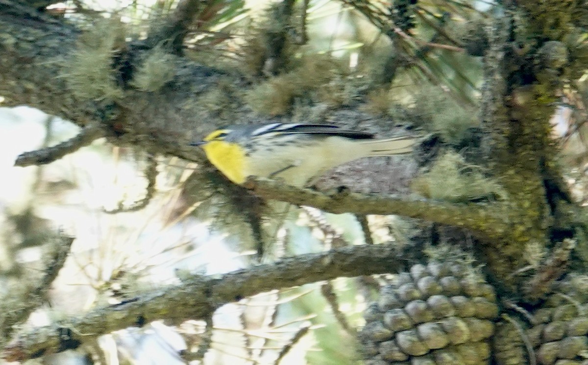 Grace's Warbler - ML624133051