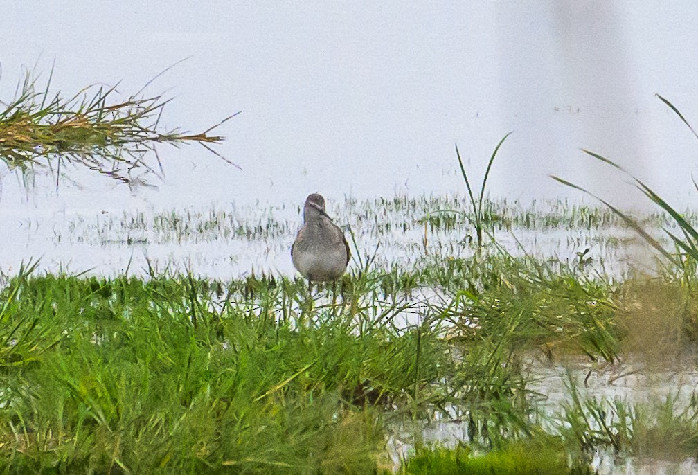 Pectoral Sandpiper - Bert Filemyr