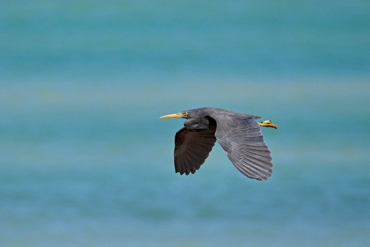 Pacific Reef-Heron - Alfred & Hidi Lau