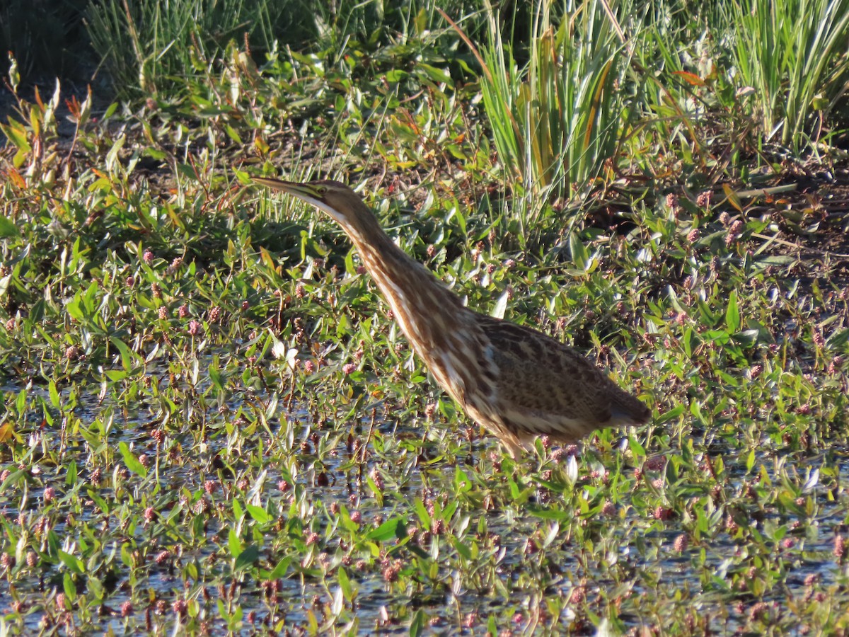 American Bittern - ML624133079