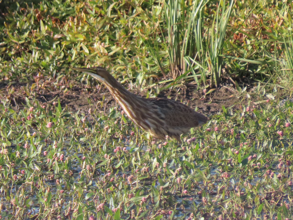 American Bittern - ML624133080