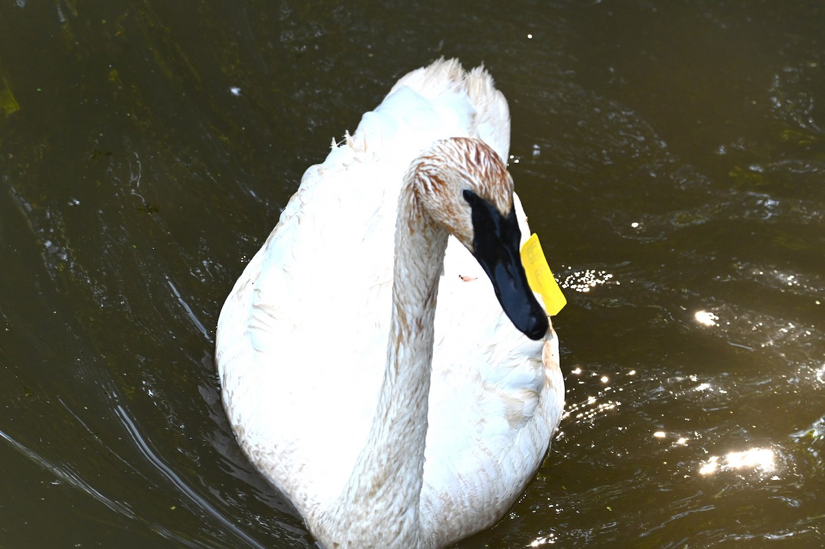 Trumpeter Swan - ML624133105