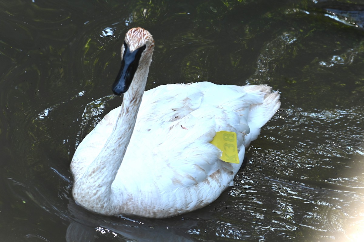 Trumpeter Swan - ML624133106