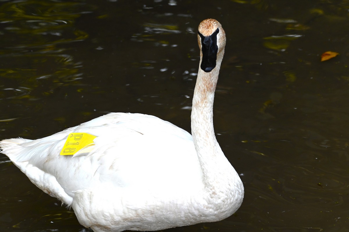 Trumpeter Swan - ML624133107