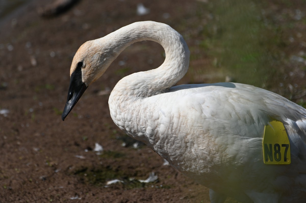 Trumpeter Swan - ML624133108