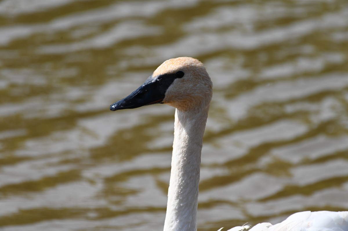 Trumpeter Swan - Gil Aburto-Avila