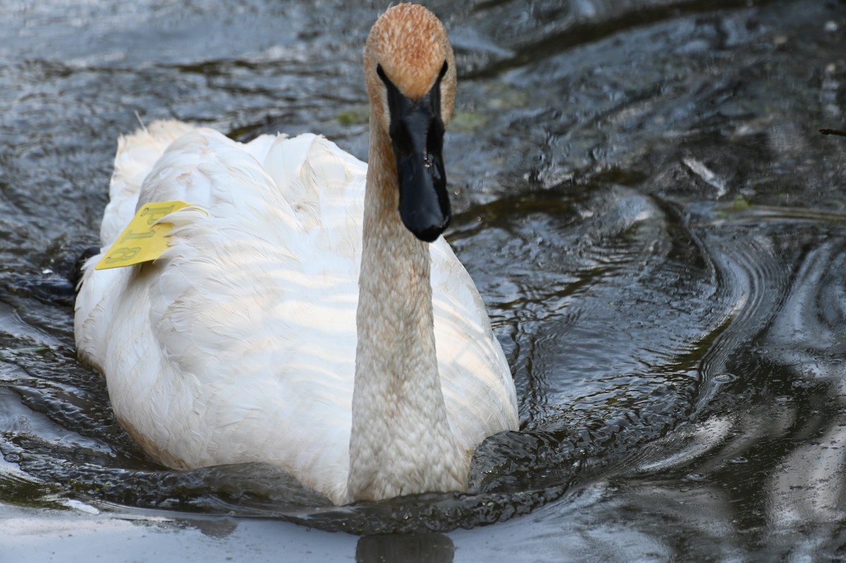 Trumpeter Swan - ML624133110