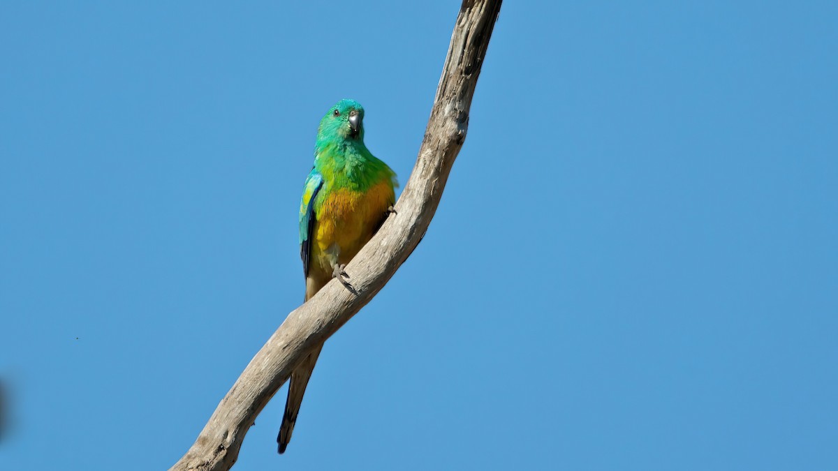 Red-rumped Parrot - ML624133112