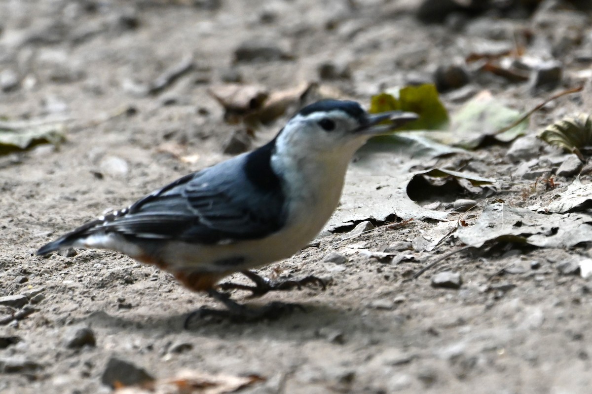 White-breasted Nuthatch - Gil Aburto-Avila