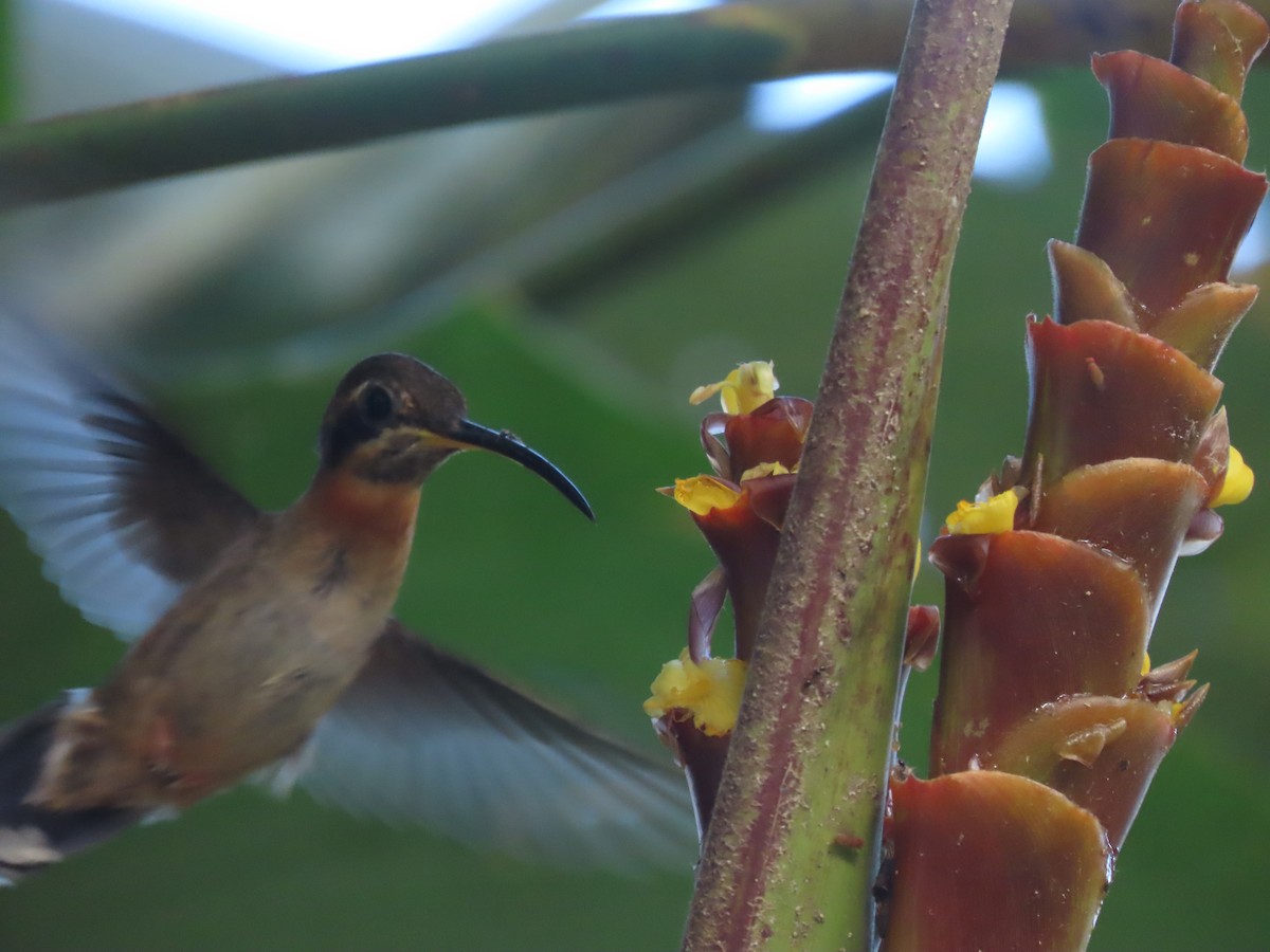 Band-tailed Barbthroat - ML624133138