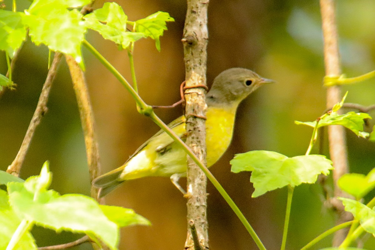 Nashville Warbler - Josh Jackson