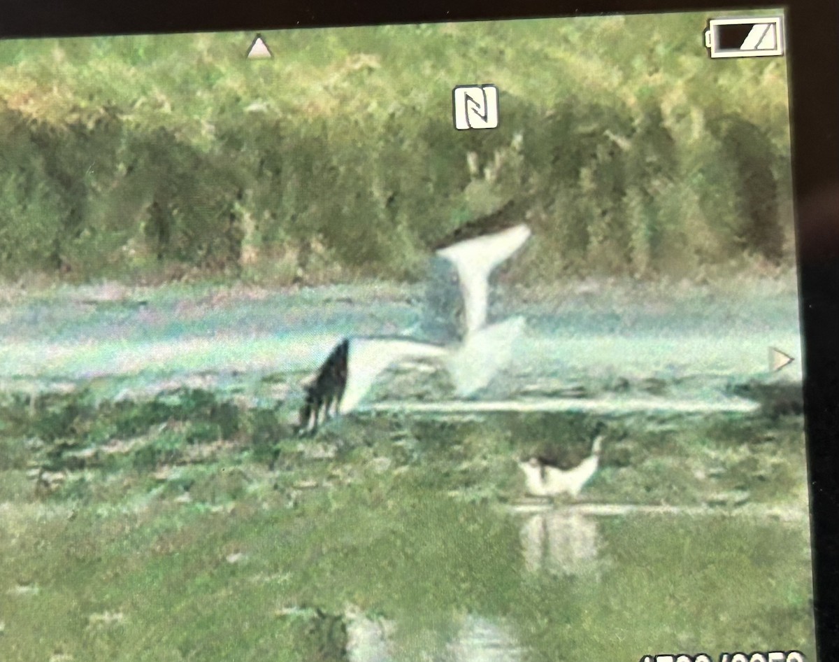 Sabine's Gull - ML624133158