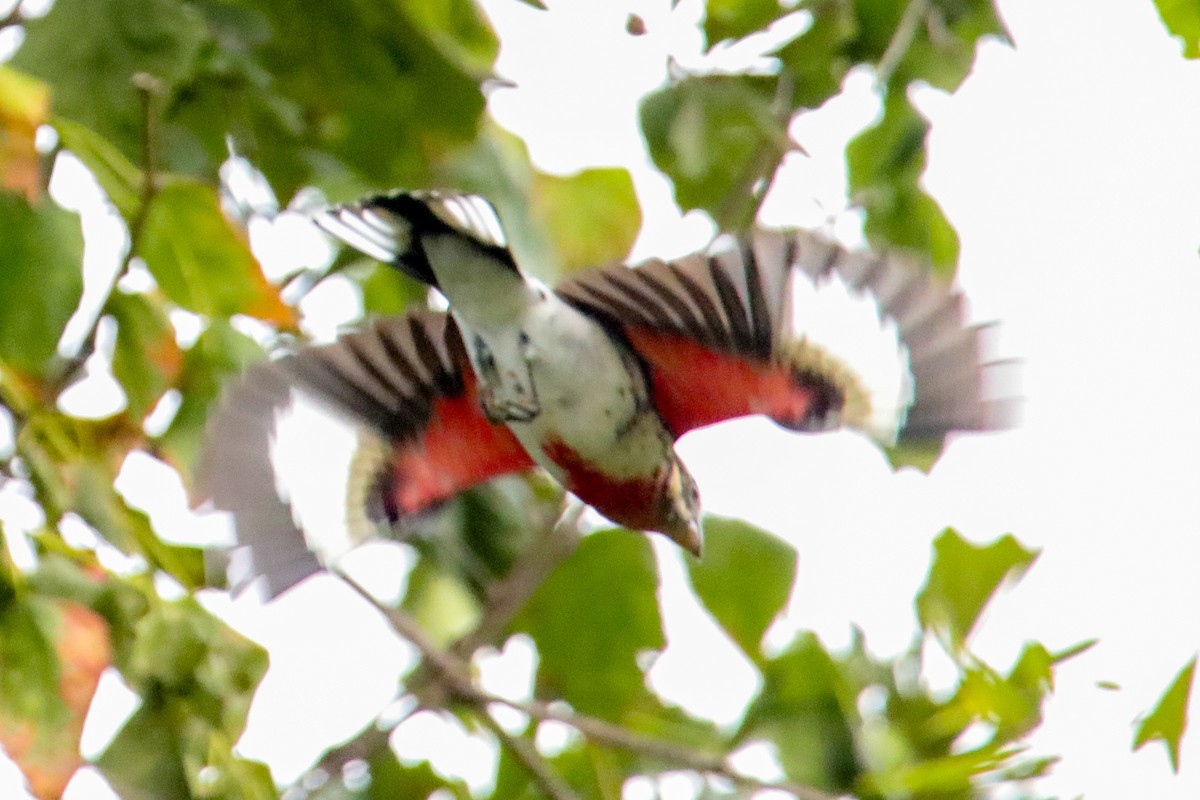 Rose-breasted Grosbeak - ML624133197