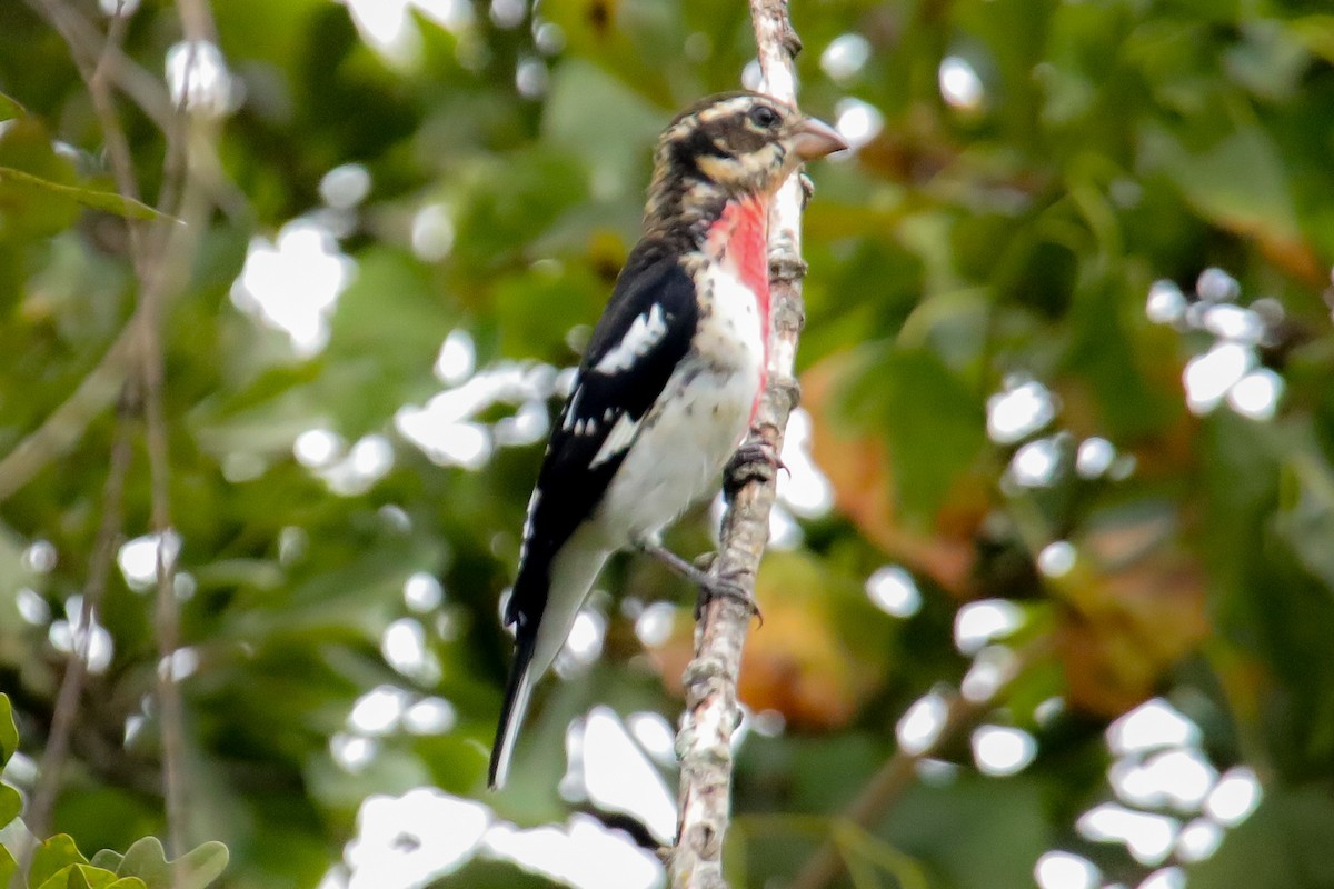 Rose-breasted Grosbeak - ML624133198