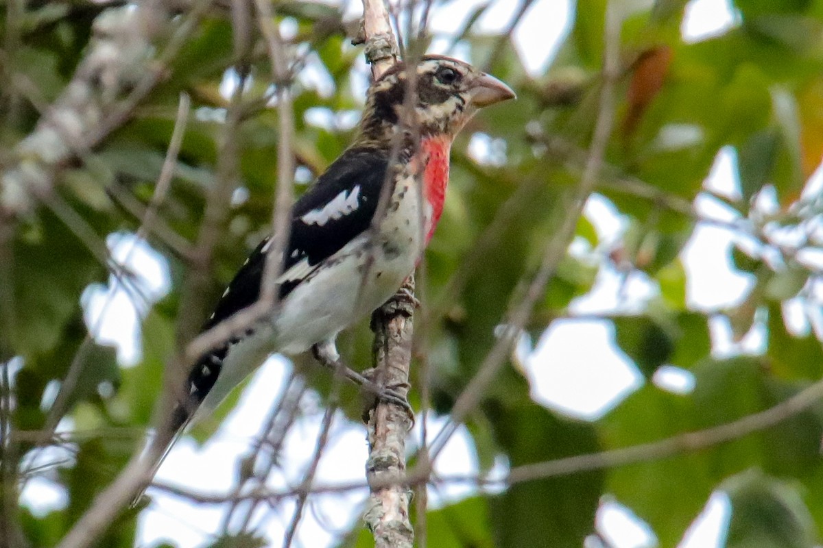 Rose-breasted Grosbeak - Josh Jackson