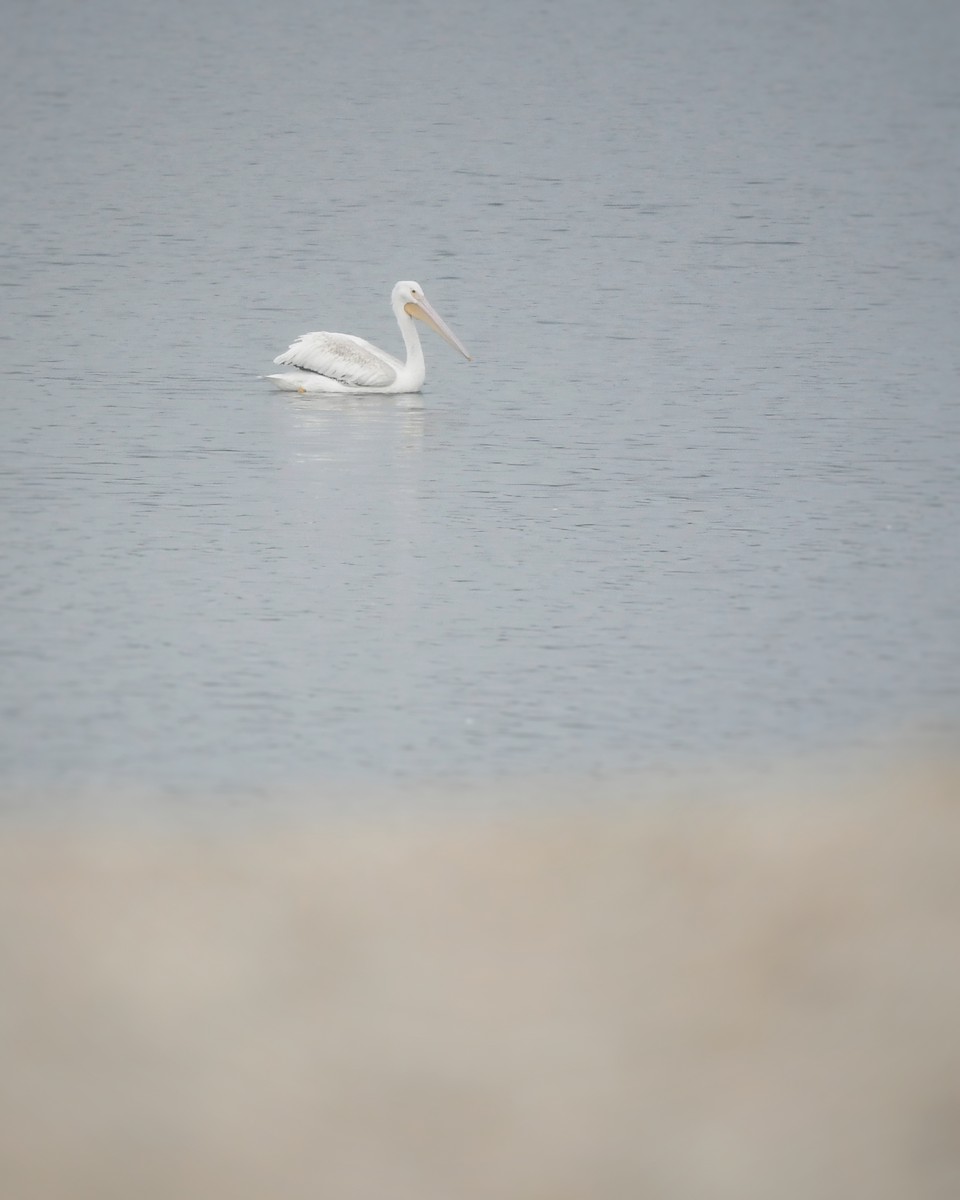 American White Pelican - ML624133205