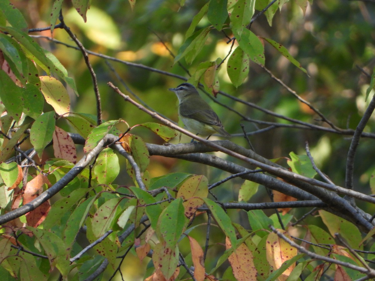 Vireo occhirossi - ML624133216