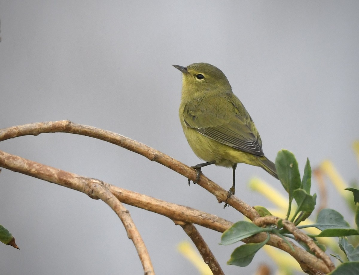 Orange-crowned Warbler - ML624133244