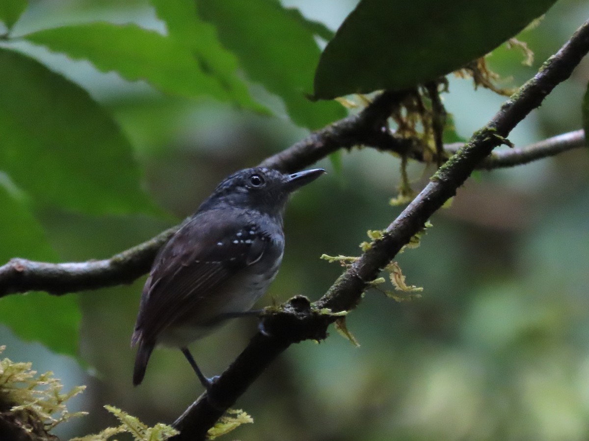 Streak-crowned Antvireo - ML624133254