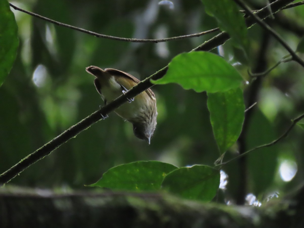 Streak-crowned Antvireo - ML624133255