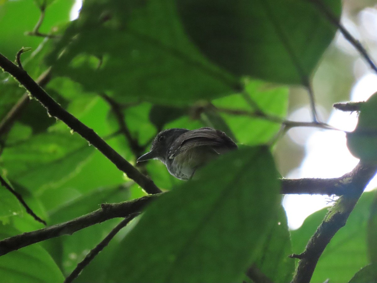 Streak-crowned Antvireo - ML624133256