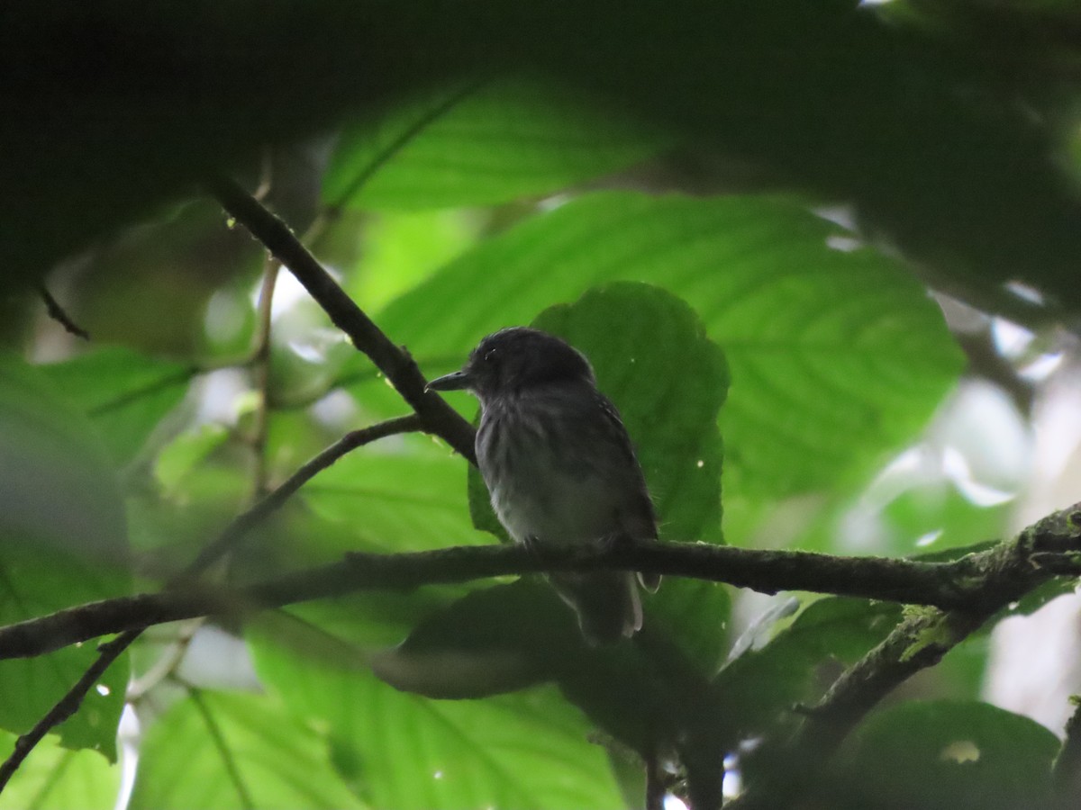 Streak-crowned Antvireo - Jesús Obando Chavarría