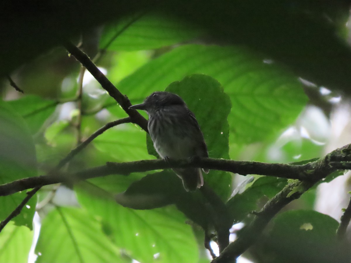 Streak-crowned Antvireo - ML624133260