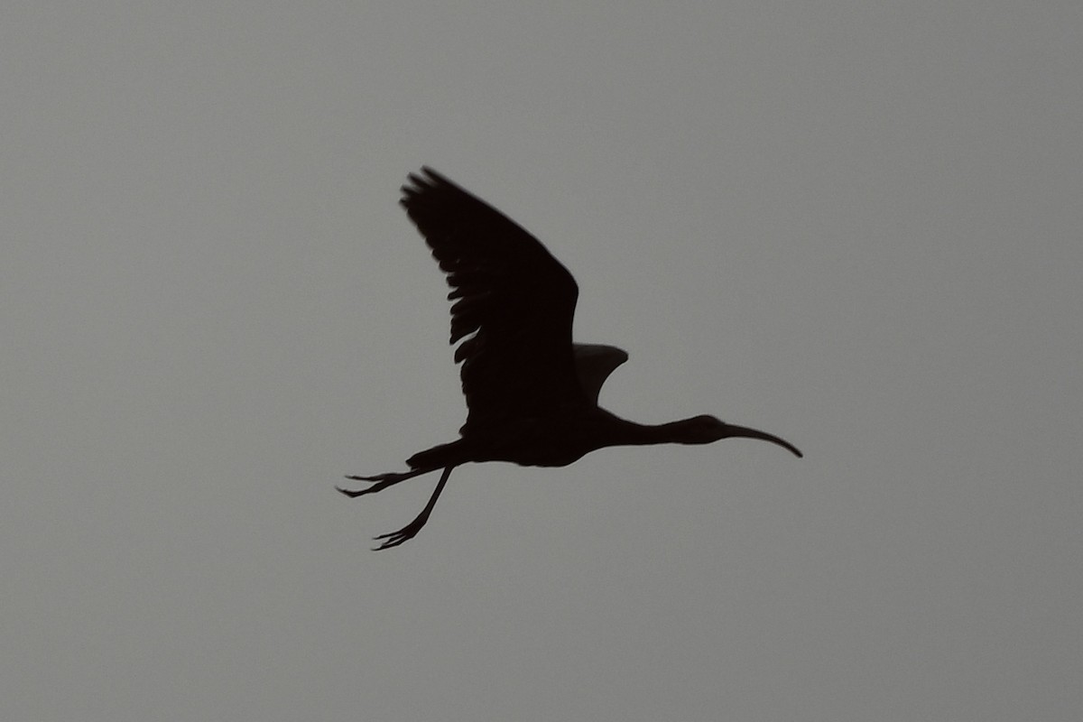 White-faced Ibis - ML624133268