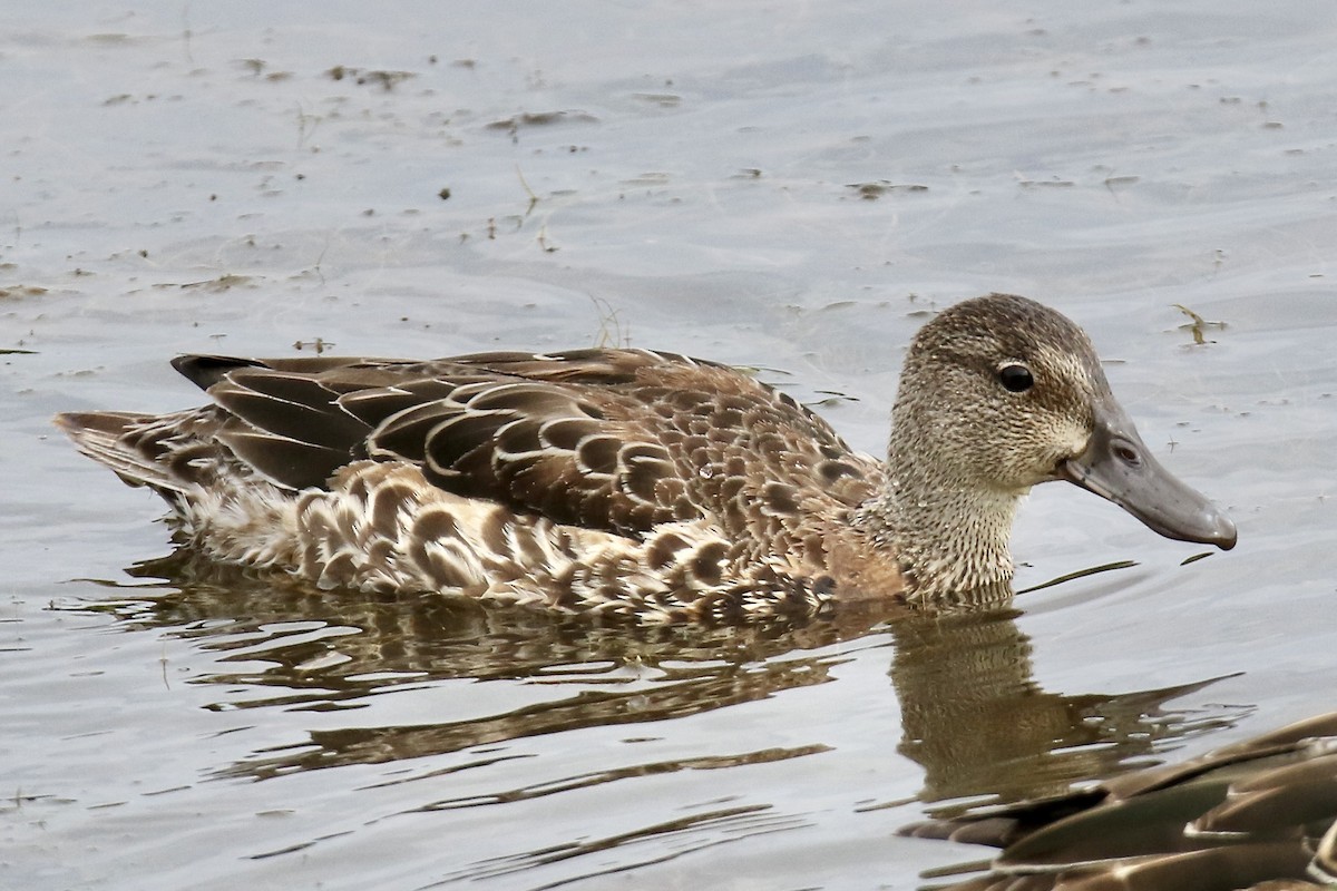 Blue-winged Teal - ML624133270