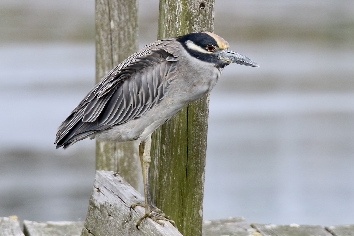 Yellow-crowned Night Heron - ML624133275