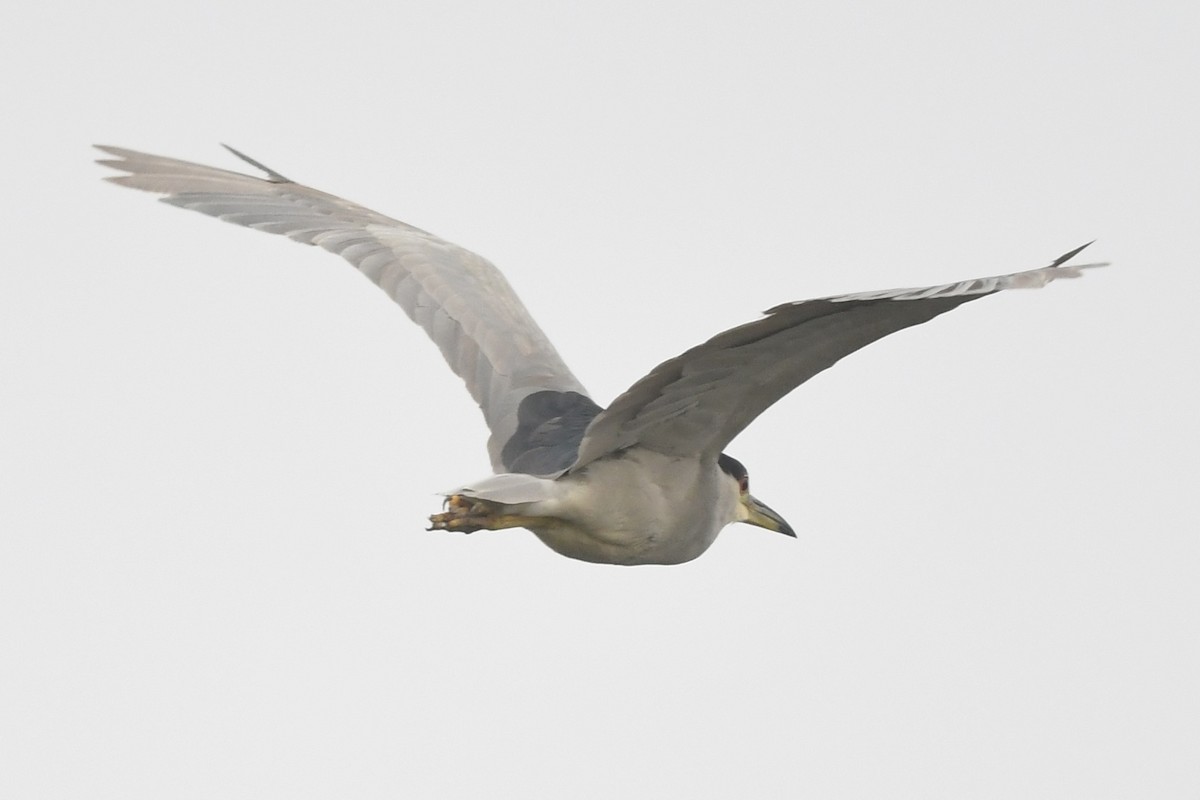 Black-crowned Night Heron - Caleb P.