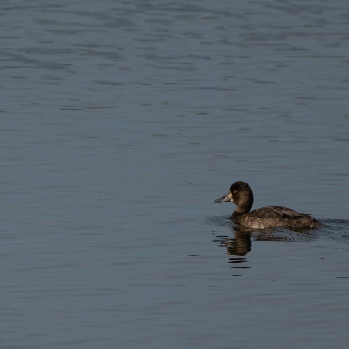 Lesser Scaup - ML624133278