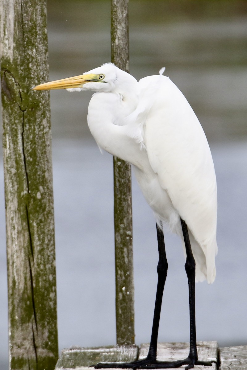 Great Egret - ML624133279