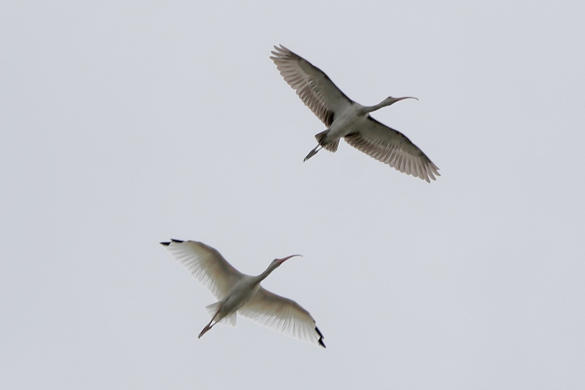 White Ibis - ML624133281