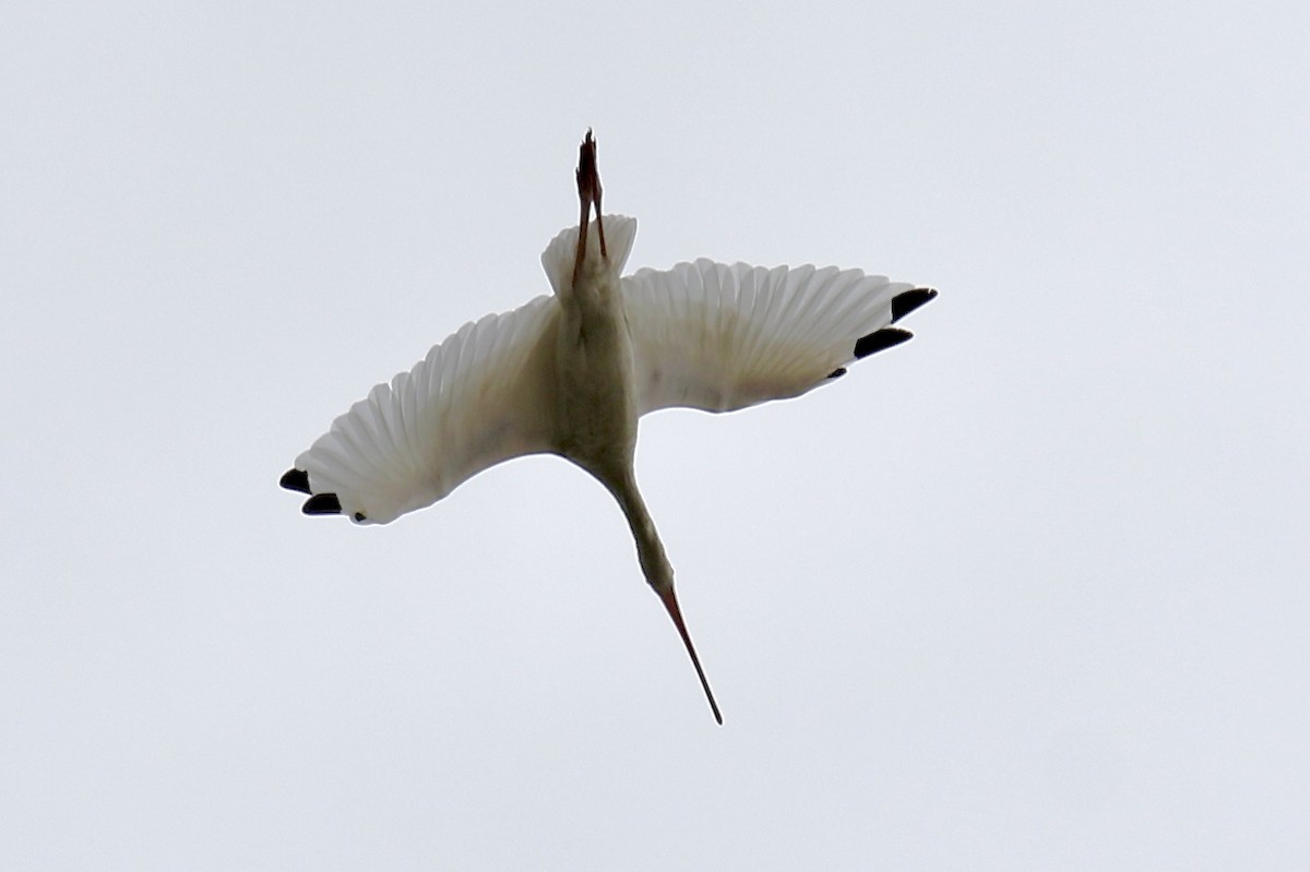 White Ibis - ML624133283