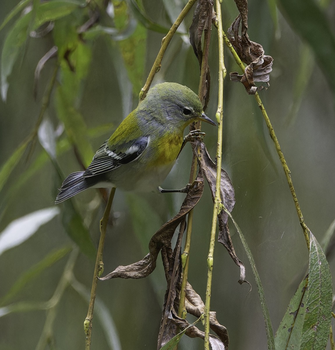 Northern Parula - Marisa Hernandez