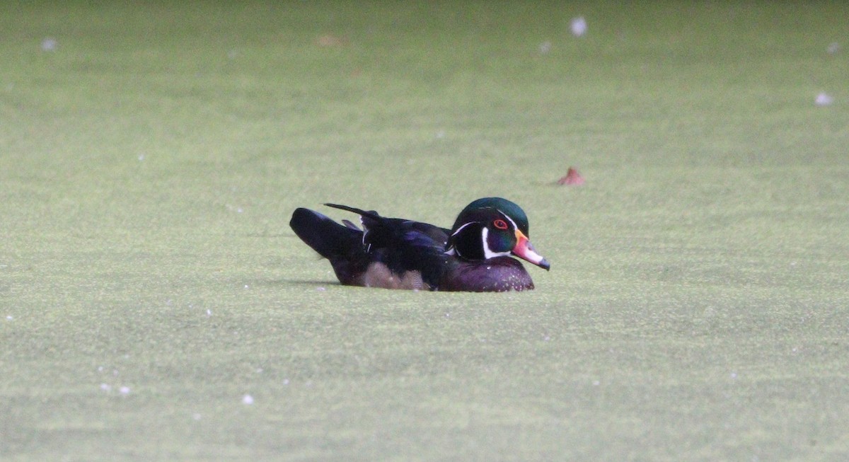 Wood Duck - MA 2