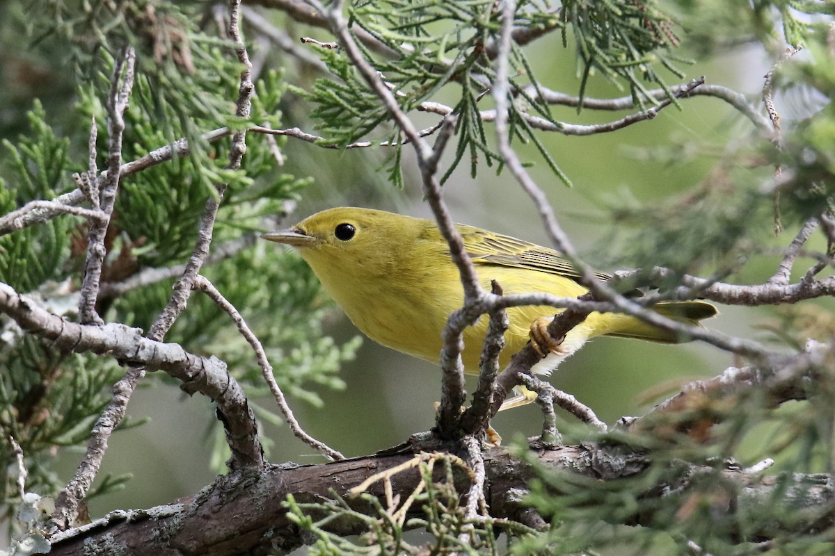 Yellow Warbler - ML624133326