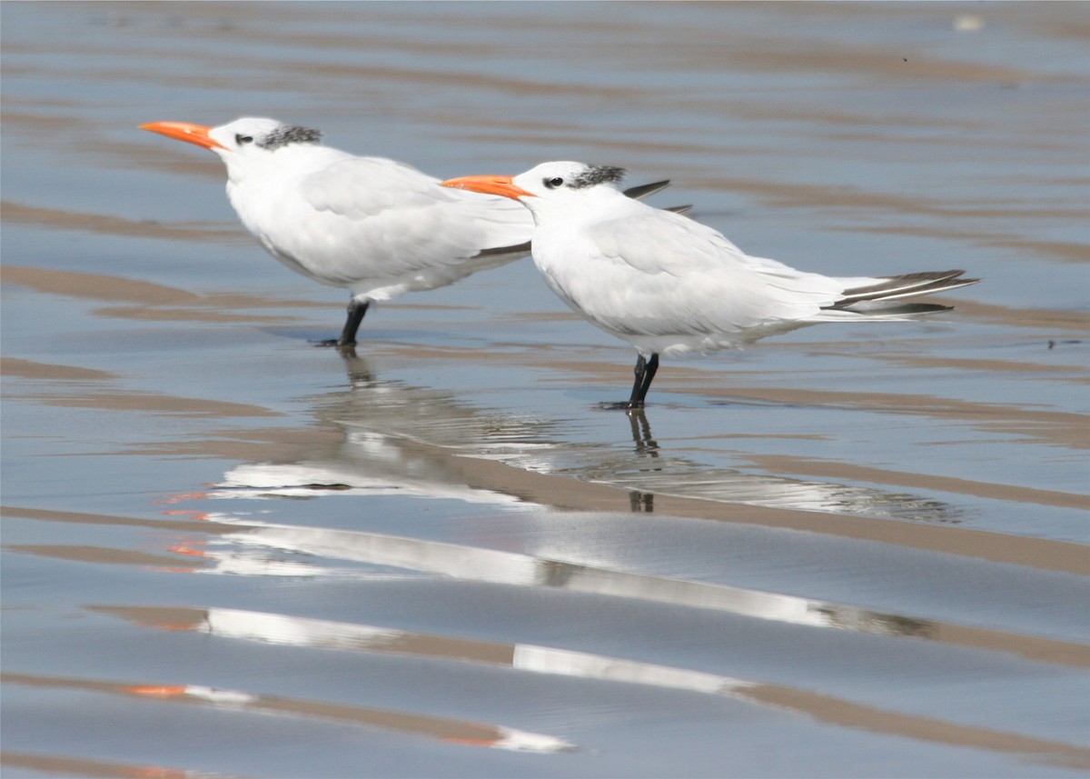 Royal Tern - ML624133327