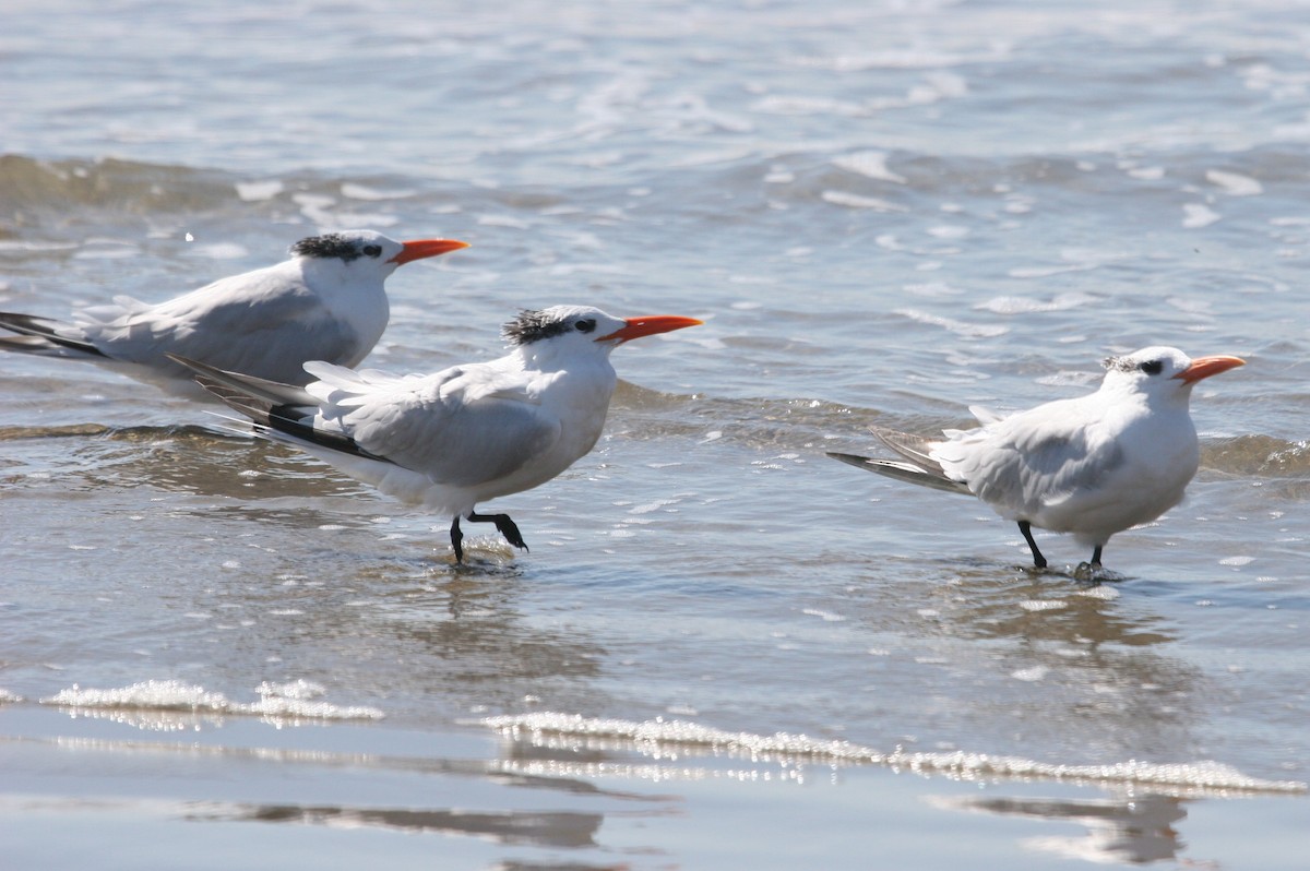 Royal Tern - ML624133328