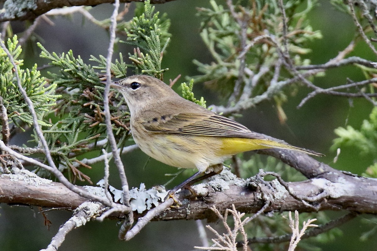 Reinita Palmera (palmarum) - ML624133337