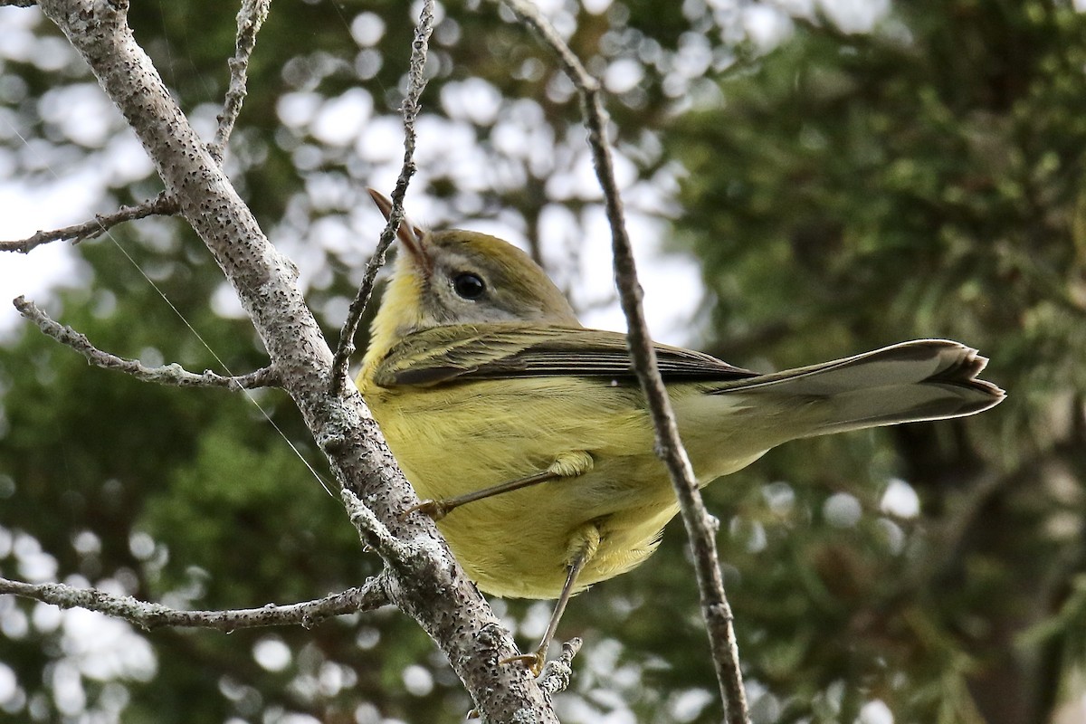 Reinita Palmera (hypochrysea) - ML624133343