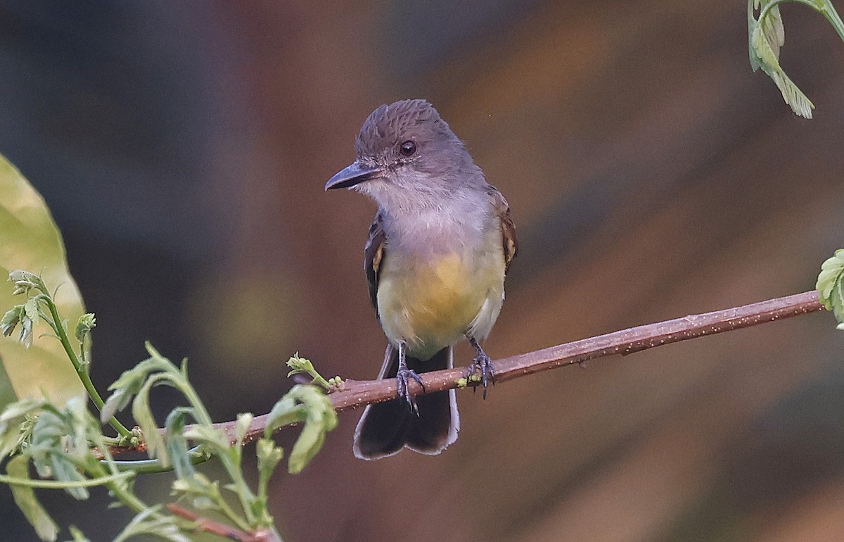 Short-crested Flycatcher - ML624133344