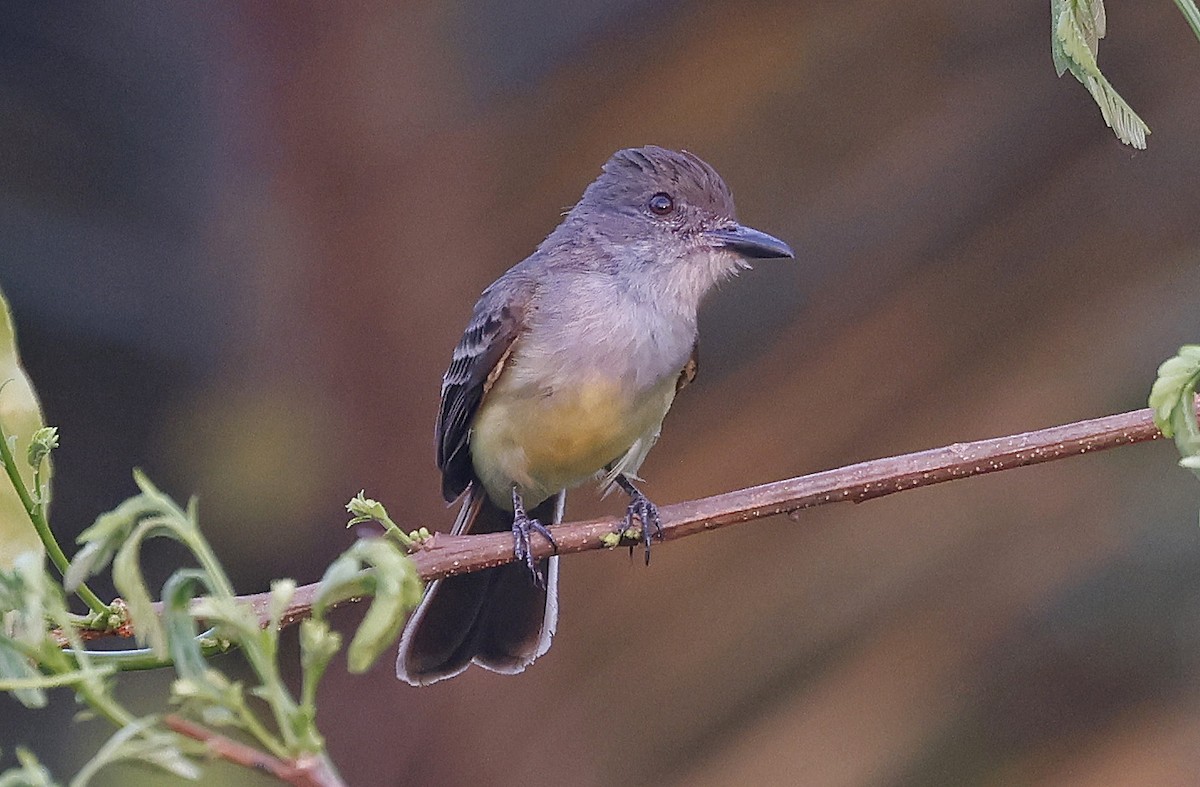 Short-crested Flycatcher - ML624133346