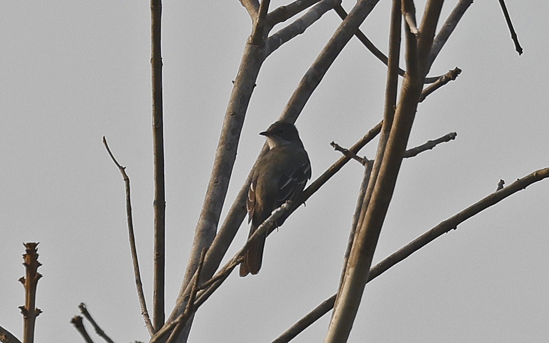 Small-billed Elaenia - ML624133369