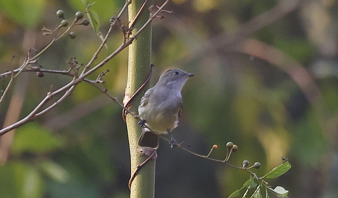 Small-billed Elaenia - ML624133371