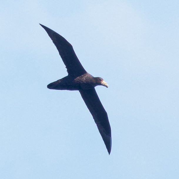 Southern Giant-Petrel - ML624133372