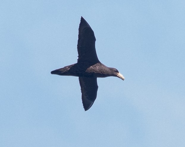 Southern Giant-Petrel - ML624133373