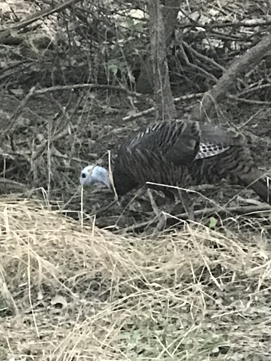 Wild Turkey - ML624133383